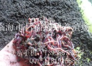 海干用蚯蚓钓鱼技巧有哪些？如何提高钓鱼成功率？