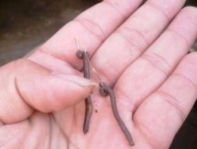 如何自制钓鱼挂钩？自制挂钩有哪些技巧和常见问题？