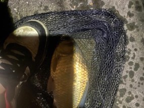 铁皮桶钓鱼技巧（高效捕鱼神器）