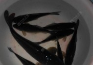 冬夜钓鲫鱼的技巧与方法（寒冬中钓鲫鱼的经验分享）