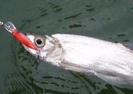 如何实现1分钟连杆钓3条鱼的高效钓鱼技巧？