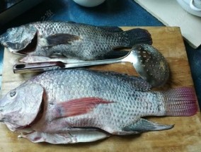 钓大罗非的最佳方法与技巧（掌握关键技巧）