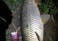 冬天夜钓如何选择最佳位置？有哪些技巧可以提高钓鱼成功率？