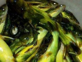 船钓皇姑鱼的技巧有哪些？如何提高钓获率？