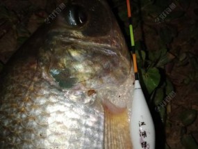 野钓大罗非，技巧大揭秘（掌握关键）