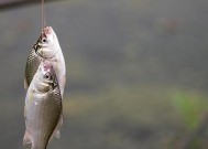 冬天深水野钓调漂技巧是什么？如何应对常见问题？