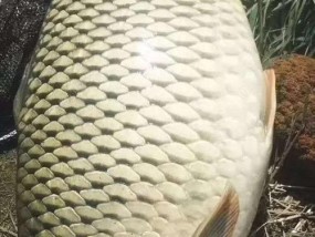 如何巧妙溜大鱼？掌握钓鱼技巧轻松钓大鱼！