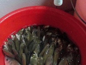 八尺江野钓鲫鱼技巧有哪些？如何提高钓鲫鱼的成功率？