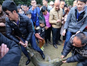 钓青鱼甩大鞭抛竿技巧（技巧纵横捕获好青鱼）