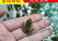 小青蛙钓鱼的技巧大揭秘（掌握关键诀窍）