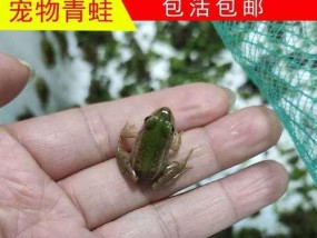 小青蛙钓鱼的技巧大揭秘（掌握关键诀窍）