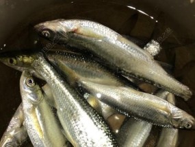 春天野钓鲫鱼白条的技巧（掌握钓点、饵料和钓法三个关键，成就高效钓获）