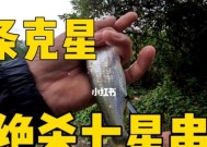 串钩夜钓白条技巧有哪些？如何提高夜钓白条的成功率？