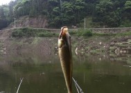 探秘野钓黄鸭的最佳时间和技巧（寻找黄鸭的窍门和享受钓鱼乐趣）