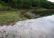 芦苇塘单钩钓鱼技巧（探秘芦苇塘单钩钓鱼的捕鱼绝技）