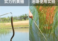 水库黄鳝钓鱼技巧（掌握黄鳝钓鱼的关键技巧）