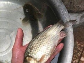 肖田湖钓鱼技巧教程（掌握肖田湖钓鱼的关键技巧）