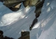 流水钓鲤鱼的绝佳技巧（钓鲤鱼的秘诀揭秘）