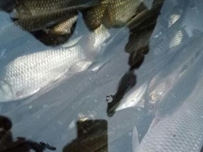 流水钓鲤鱼的绝佳技巧（钓鲤鱼的秘诀揭秘）