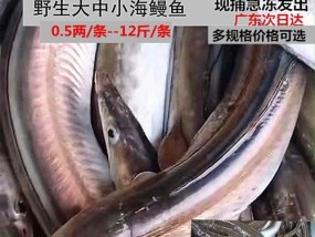 淡水白鳗钓鱼技巧有哪些？如何提高钓获率？