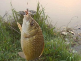 冬天水域钓鱼方法和技巧是什么？如何提高冬季钓鱼成功率？