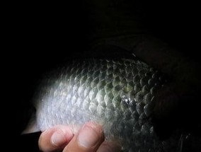 北方初春夜钓技巧有哪些？如何应对夜间钓鱼的常见问题？