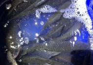 冬天钓野鲫鱼的技巧（寒冬垂钓）