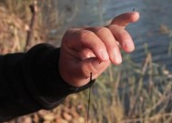 无钩调漂法如何应用于野钓鲫鱼？有哪些技巧和常见问题解答？