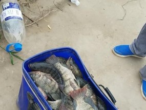 如何高效派送钓鱼岛？派送过程中常见问题有哪些？
