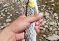 如何提高垂钓滑口草鱼的成功率？掌握哪些技巧和方法？