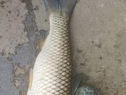 鲫鲤混养塘钓鱼的用饵技巧（提高钓鱼效果的关键是合适的饵料）