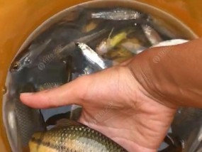 岸边钓海石斑鱼方法与技巧是什么？如何提高成功率？