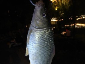 春夜钓鱼技巧（夜晚钓鱼的好时光，守候鱼儿的温暖春天）