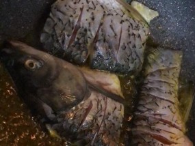 半夜打窝野钓技巧有哪些？如何提高夜钓成功率？