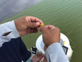 岸上钓鱼有哪些技巧？如何提高岸钓的成功率？