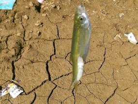 干旱时期钓鱼技巧与方法（把握时机）