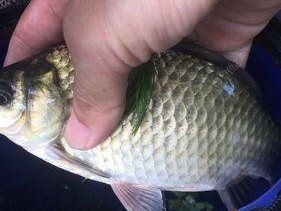 夏季野钓鲫鱼用什么饵料好？如何提高夏季钓鱼的技巧？