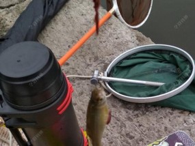 红鲤2号颗粒钓鱼技巧（挑选合适的鱼饵）