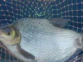 浮游生物钓虾米的技巧与方法（掌握关键要素）