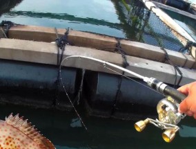 海南鱼排钓鱼技巧有哪些？如何提高钓鱼成功率？
