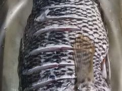 钓海石斑鱼的绝佳技巧（用鱼饵轻松钓到海石斑鱼）