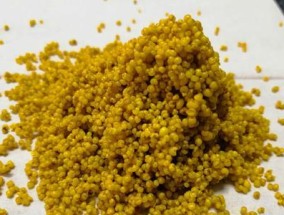 钓鱼技巧新手入门小药材，让你钓鱼更得心应手（掌握这些小药材，成为钓鱼高手不再遥远）