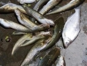野外鸡肝垂钓鲤鱼的技巧（提高垂钓鲤鱼成功率的秘诀）