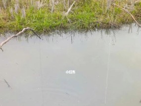 钓鱼高手——长竿长线技巧（掌握钓鱼技巧）