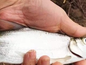 钓鱼技巧怎么挂鱼饵教程？挂鱼饵的正确方法是什么？