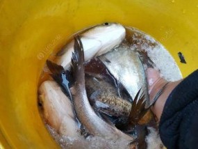 夜间钓白鲢的技巧与经验（掌握关键的鱼情变化）
