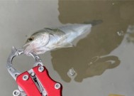 海鲈钓鱼技巧教学？如何提高钓获率？