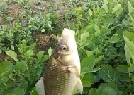 短线长竿钓鱼技巧有哪些？如何提高短线长竿钓鱼的成功率？