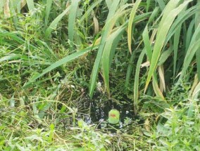 岸边草洞钓黄鳝技巧和方法是什么？如何提高钓黄鳝的效率？
