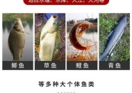 海竿浮漂钓大头鱼技巧大揭秘（提高钓大头鱼成功率的关键技巧）
